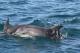 Dolphins playing beside the ferry
 - Sorrento to Queenscliff: Additional Vehicle Passenger Only Searoad Ferries